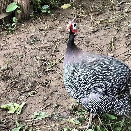 Etnographic Dŭlbok Dol