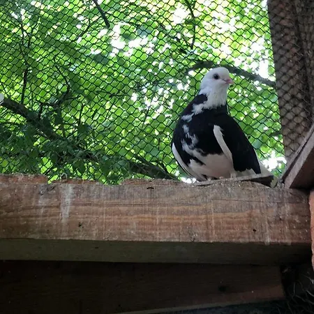 Etnographic Ubytování v soukromí *