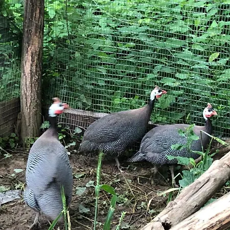 Etnographic Habitación en casa particular Dŭlbok Dol