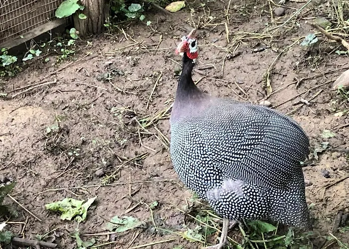 Etnographic Dulbok Dol