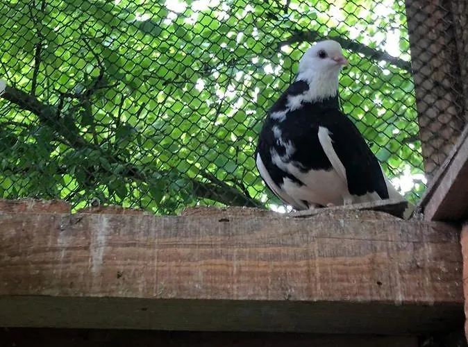 Etnographic Homestay *