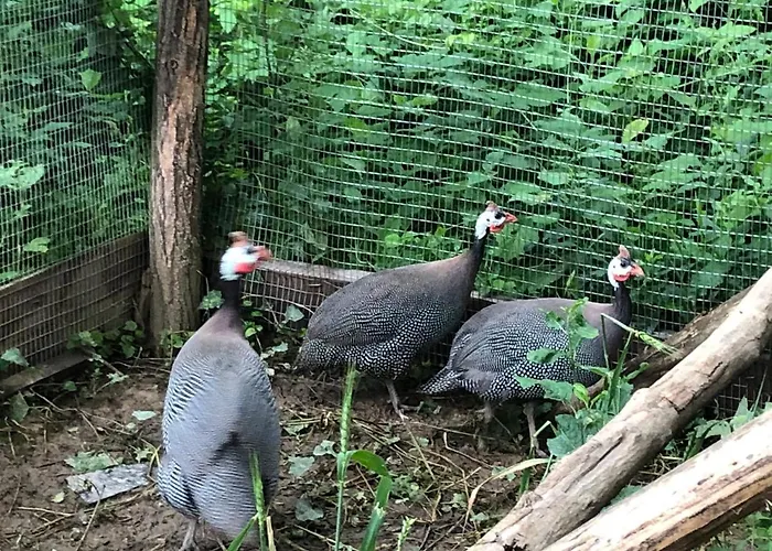 Etnographic Homestay Dulbok Dol